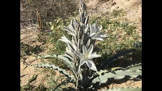 Hesperocallis undulata desert lily [upl. by Pauwles]