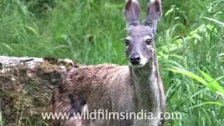 Musk Deer of the Himalaya [upl. by Ardnoed]