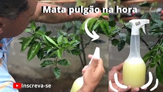 Como Acabar Com o Pulgão da Laranjeiraformigascochonilha fumaginalagarta nas plantasMATA TUDO [upl. by Niamart595]