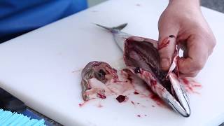 Master Fishmonger Standard Guide to Gutting and Gilling Mackerel [upl. by Nosimaj]