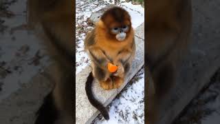 A Video OF a Golden SnubNosed Monkey Eating an Orange [upl. by Lerak]