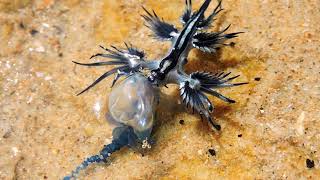 Blue dragon Glaucus atlanticus eating blue bottle [upl. by Cherianne398]