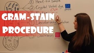 Gram Stain Procedure [upl. by Suhsoj]