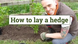 How to plant a garden hedge [upl. by Adyam830]