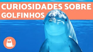 10 CURIOSIDADES SOBRE GOLFINHOS FANTÁSTICAS E CIENTÍFICAS 🐬 [upl. by Larkin77]