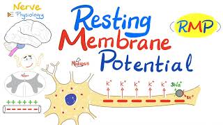 Resting Membrane Potential RMP  Nerve Physiology [upl. by Gotcher]