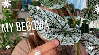 My Begonia Collection  Begonia Care Guide [upl. by Idnym]