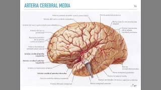 Irrigación cerebral [upl. by Sremlahc674]