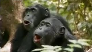 Chimps vs Red Colobus Monkeys  BBC Studios [upl. by Reteid]