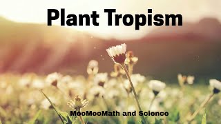 Plant Tropism [upl. by Judy953]