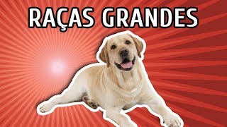 10 CACHORROS PARA APARTAMENTO raças  características [upl. by Harsho]