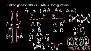 Linked genes CIS vs TRANS Configuration [upl. by Eecal]