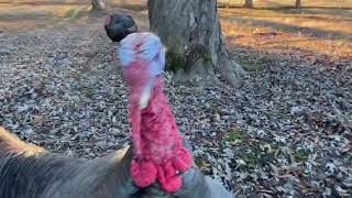 3 Minutes Face to Face With A Turkey [upl. by Notnats]