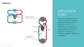 SISTEMA CIRCULATORIO Circulación abierta y cerrada [upl. by Maag337]