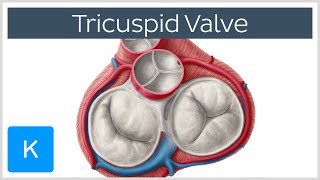 Tricuspid atresia  Circulatory System and Disease  NCLEXRN  Khan Academy [upl. by Aseek]