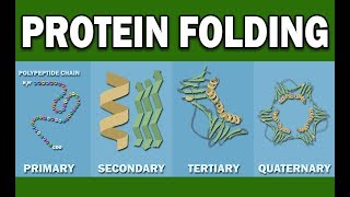 PROTEIN FOLDING [upl. by Ecirahc61]