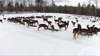 20190221  954 Feeding Deer on the Brownvilles Food Pantry For Deer [upl. by Lelith]