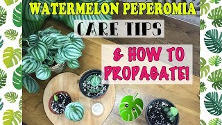 Watermelon Peperomia Care amp How To Propagate 🌱💚 [upl. by Yerkovich]