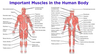 The Muscular System [upl. by Anayad779]