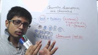 Chromosome chromatin and chromatid [upl. by Yarb]