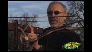 How To Prune Grapes Cane Type [upl. by Brietta]