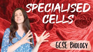 SPECIALISED CELLS GCSE Biology 91  Combined Sci Revision amp Questions [upl. by Ydnab]