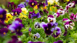 Lots of Pansy And Viola Growing TipsVideo Growing Guide [upl. by Ivel]