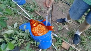 How To Make Fish Fertilizer in One Minute [upl. by Carlton]