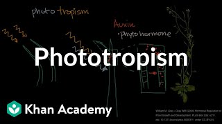 Phototropism  Plant Biology  Khan Academy [upl. by Blanc]