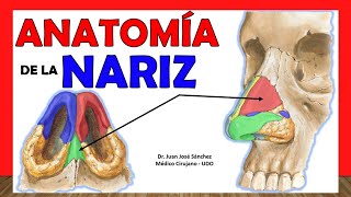 🥇 ANATOMÍA DE LA NARIZ ¡Explicación Fácil y Sencilla [upl. by Evander]