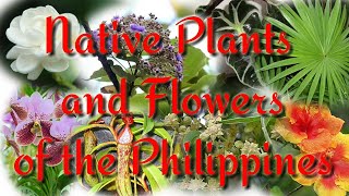 Native Plants and Flowers of the Philippines [upl. by Dnalyr943]