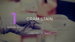 Gram Stain [upl. by Rockel988]