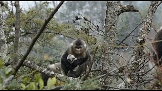 Footage Captures Yunnan Snubnosed Monkey Giving Birth [upl. by Freudberg517]