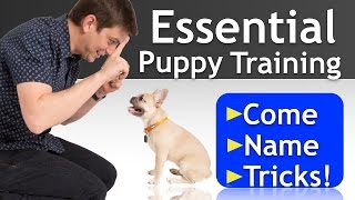 PUPPY TRAINING a 16 WeekOld FRENCH BULLDOG [upl. by Ahselat]