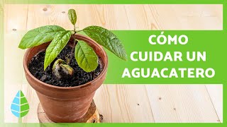 CUIDADOS del AGUACATE en MACETA 🥑🌱 ¡Riego Poda Trasplante y más [upl. by Rumilly]