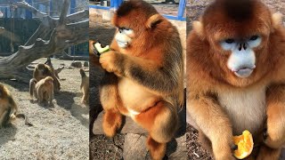 Golden SnubNosed Monkey An Overview [upl. by Annal17]