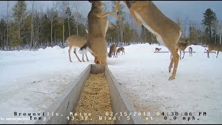 Brownville Food Pantry For Deer  Dominant Doe  21518 [upl. by Wettam]