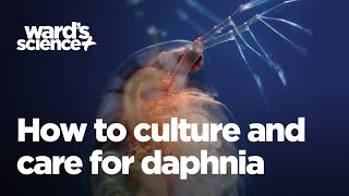 Caring and Culturing for Daphnia [upl. by Trubow328]