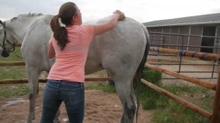 How to Bathe Your Horse [upl. by Einiar]