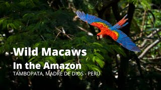 Wild Macaws in the Amazon Jungle Rainforest  Tambopata PERU [upl. by Hsetim]