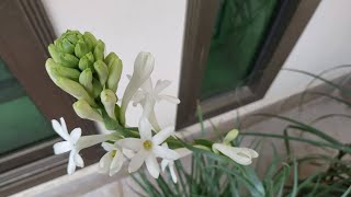 How to Grow Tuberose from Bulb with Start to End Updates  Polianthes Tuberosa [upl. by Llemhar]