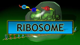 Ribosome  Structure amp Function in Detail ppt [upl. by Akemihs70]