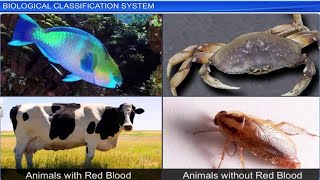 CBSE Class 11 Biology  Biological Classification System  Full Chapter  By Shiksha House [upl. by Dixil]