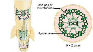 Flagella structure Animation [upl. by Norina]