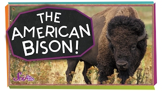 Meet the American Bison [upl. by Brey]