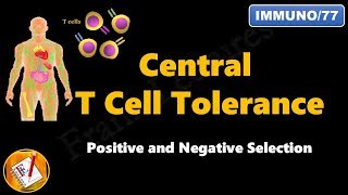 Central T cell Tolerance  Positive and Negative Selection FLImmuno77 [upl. by Namlaz]