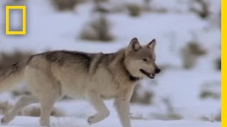 Wolf Hunting Tactics  National Geographic [upl. by Bryanty]