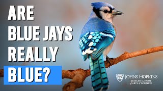 Are Blue Jays Really Blue [upl. by Esiahc]