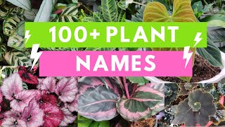 Plant Names and Pictures Plant Identification [upl. by Temirf]