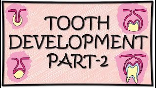 Tooth Development Odontogenesis Part2 [upl. by Yleme]